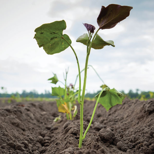 Yam sprouting from ground
